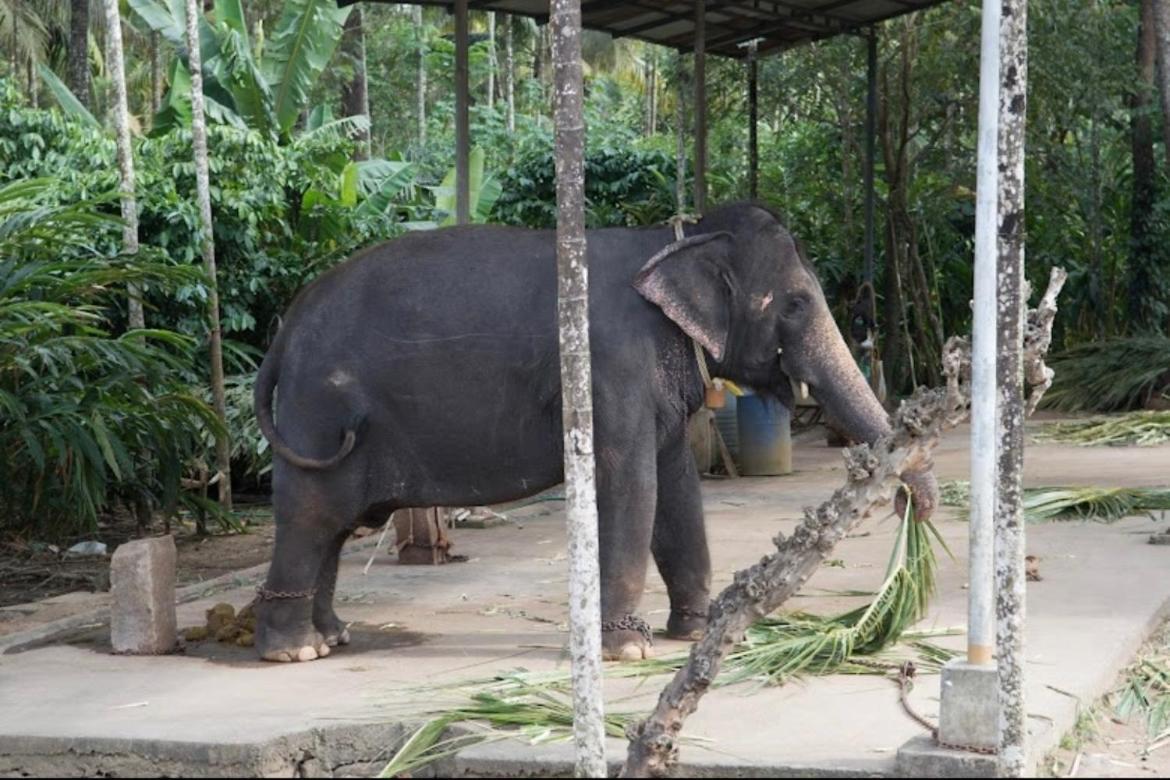 Vandiperiyār Cassells Jungle Resorts Thekkady מראה חיצוני תמונה
