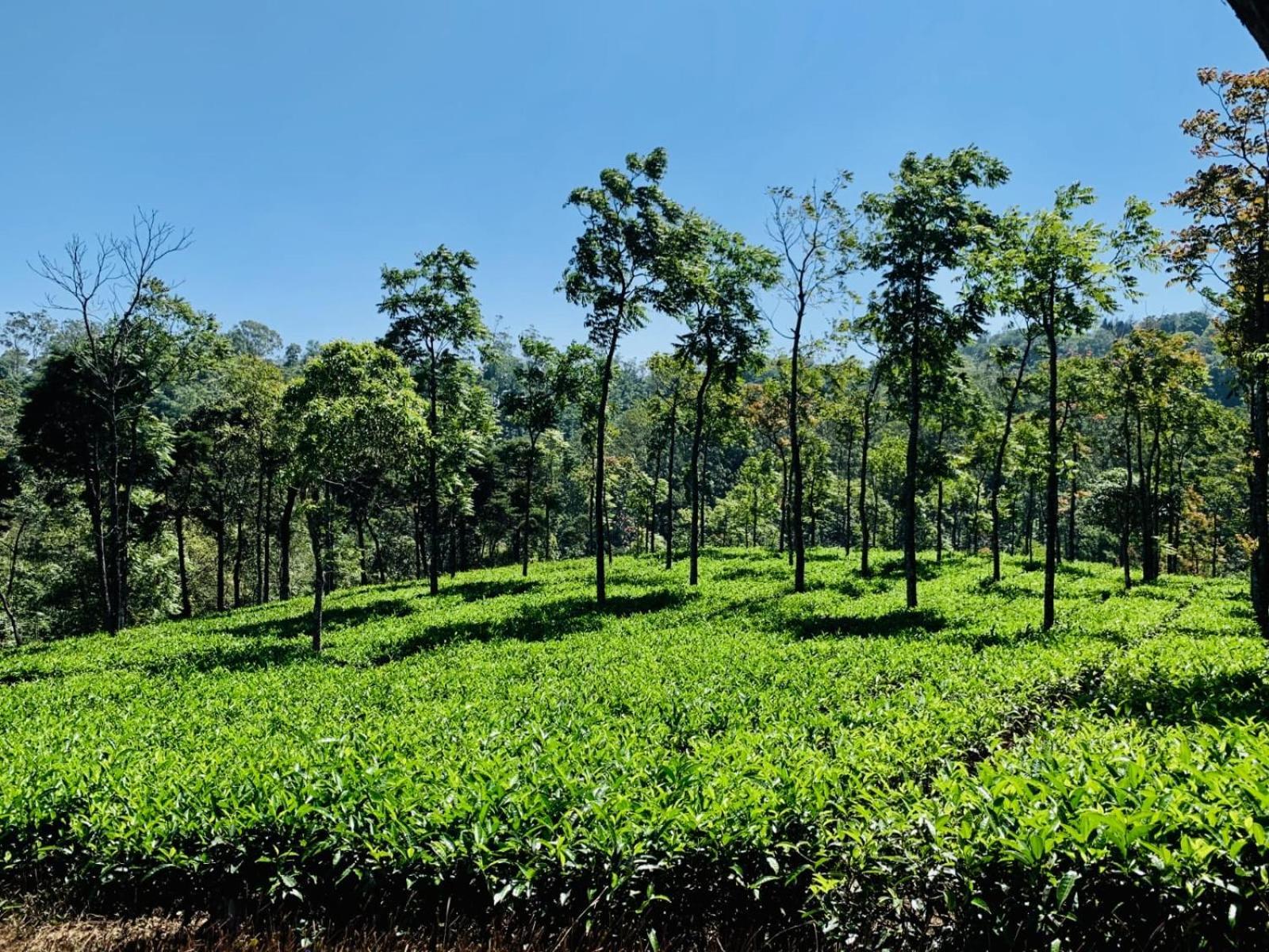 Vandiperiyār Cassells Jungle Resorts Thekkady מראה חיצוני תמונה